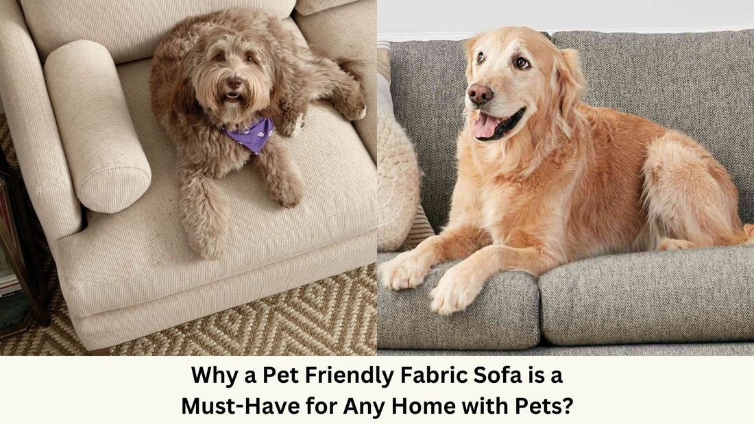 Pets resting on sofas