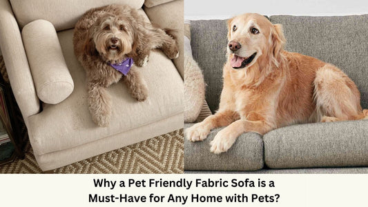 Pets resting on sofas