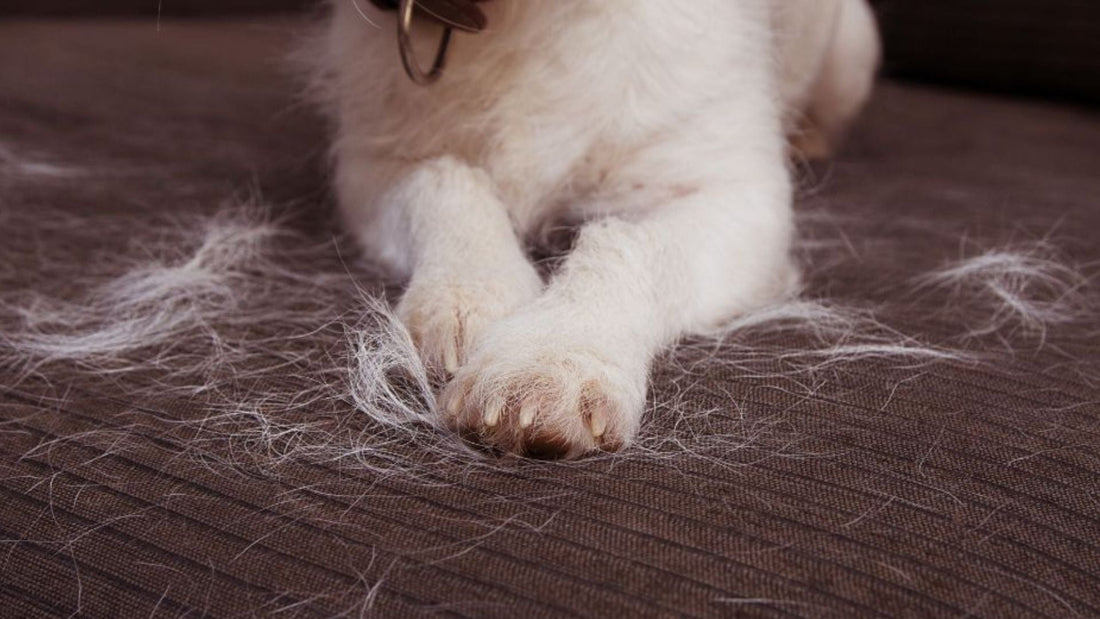 Does Pet Fur Get Stuck in Pet-Friendly Fabric?