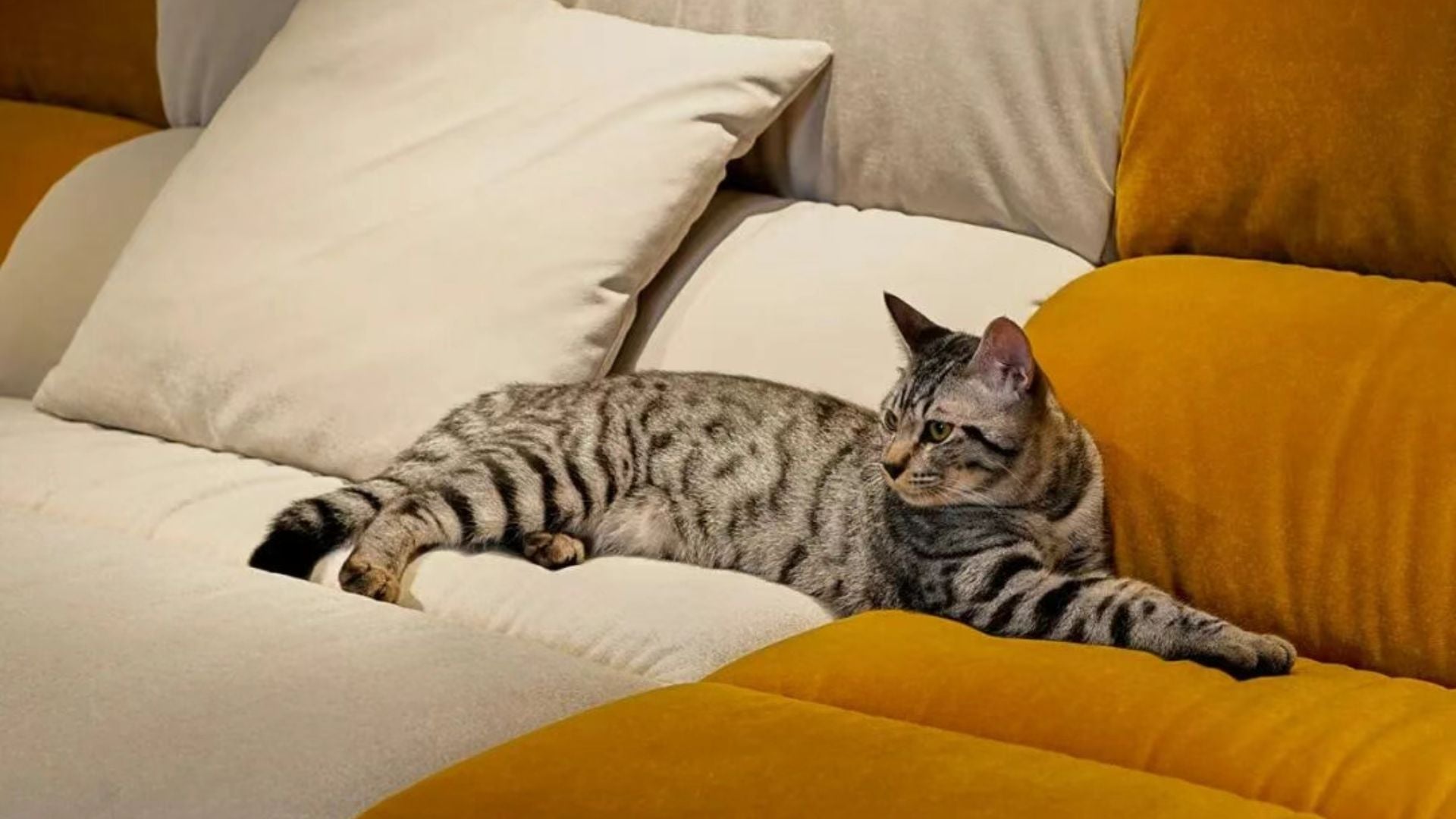 What Makes a Sofa Pet-Friendly?