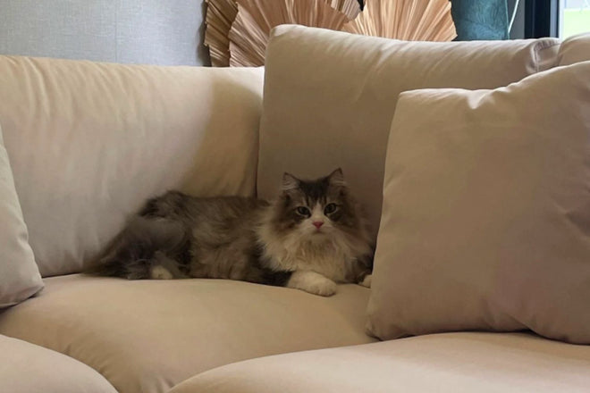 Claudia Fabric L-Shaped Sectional Sofa in Furla 40 pet friendly upholstery