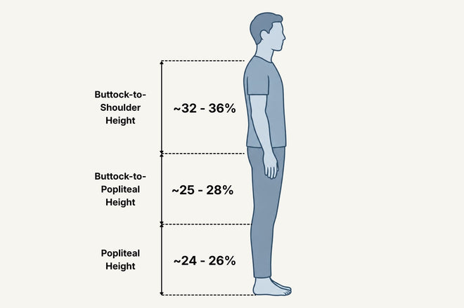 A simple infographic showing a side profile of a person with measurement labels and approximate percentages for buttock-to-shoulder height, buttock-to-popliteal height, and popliteal height on a light gray background.