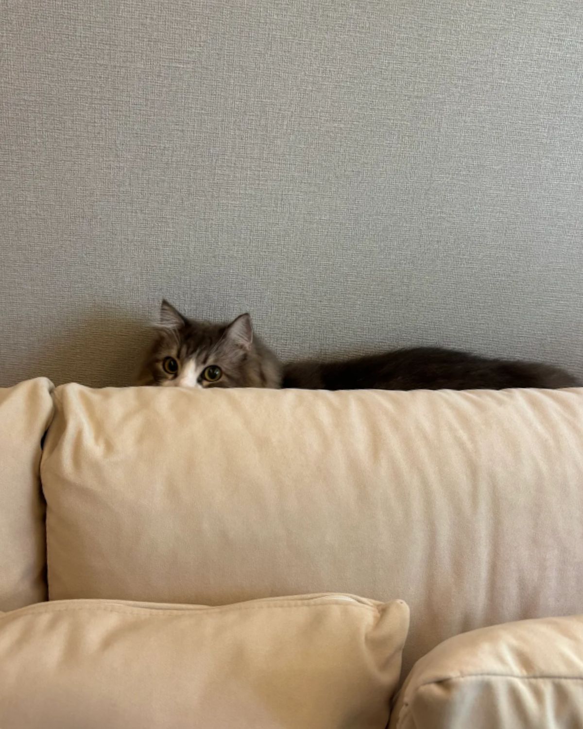 Cat peeking over a beige couch with text about pet-friendly sofas.