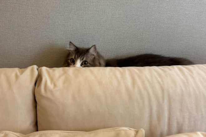 Cat perched on the back frame of a Claudia fabric L-shape sectional sofa in beige pet friendly fabric